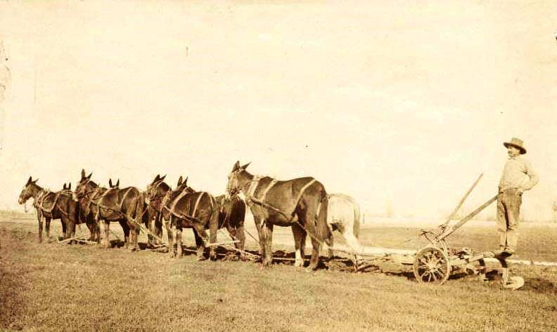 Carriere Farms in 1890