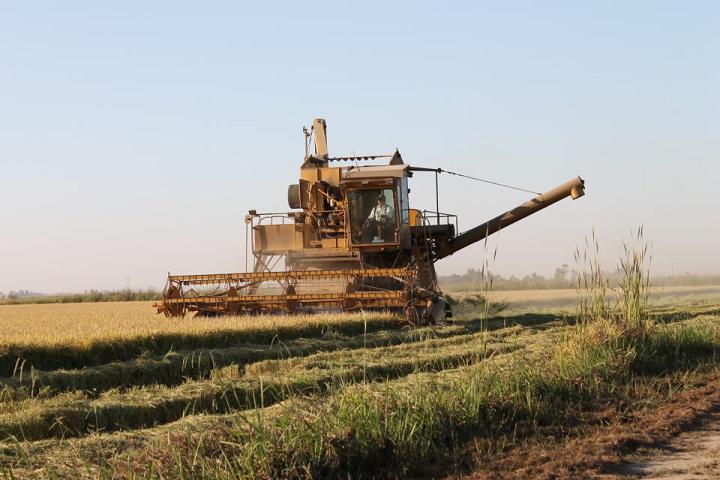 Rice-Harvest-20122