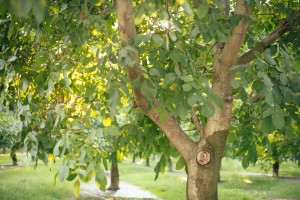 carriere_farms-00087